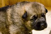 German Shepherd Puppies