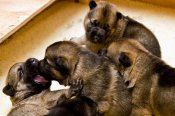 German Shepherd Puppies